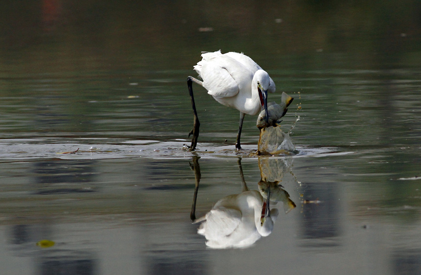 ������ʳ˲�g��