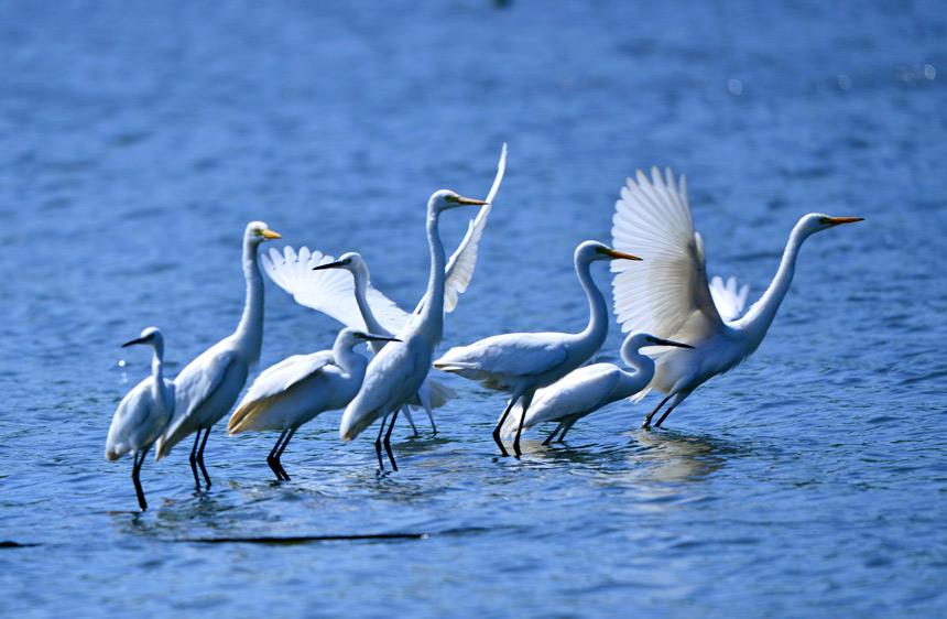 欲展翅飛翔的白鷺。