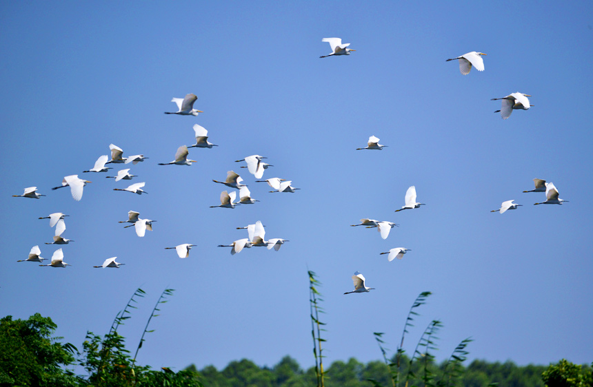 成群的白鷺。