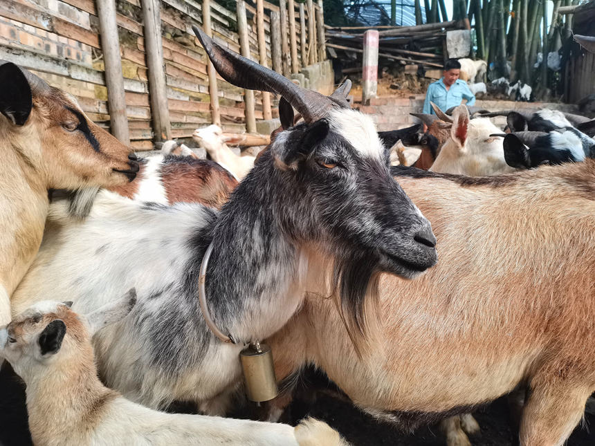 羊舍中的領頭羊。龍嘉嘉攝