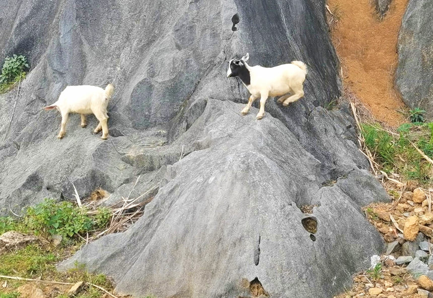 ɽ����ʯɽ�����������μΔz