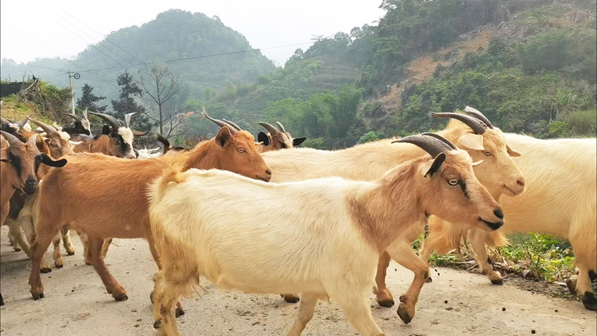 ��ɽ�g���ߵ�ɽ��Ⱥ�����μΔz