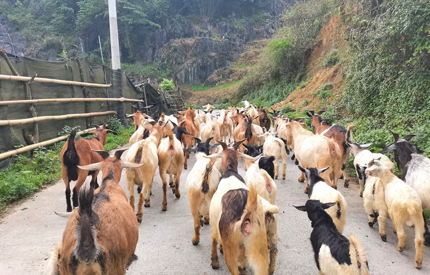 在山間行走的山羊群。龍嘉嘉攝