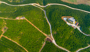 西林沙糖桔生態(tài)果園