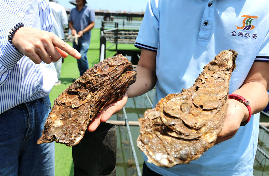 �B(y��ng)ֳ��չʾ2ֻ�B(y��ng)ֳ�Ĵ�ϖ�����_��z