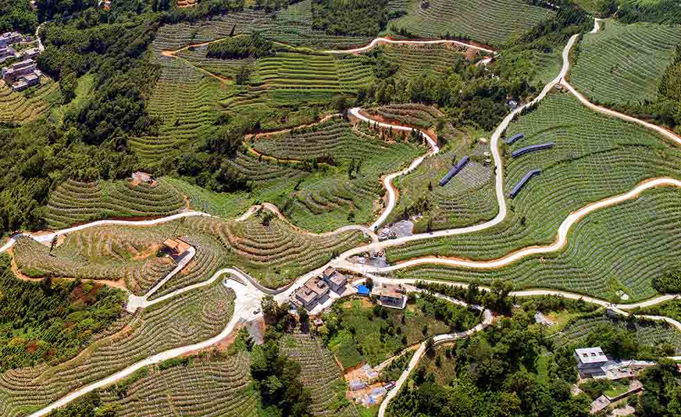 樂業(yè)縣達(dá)存村獼猴桃產(chǎn)業(yè)園