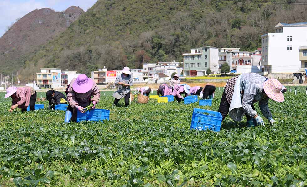 脫貧戶在樂業(yè)高山蔬菜產(chǎn)業(yè)園里收割蔬菜