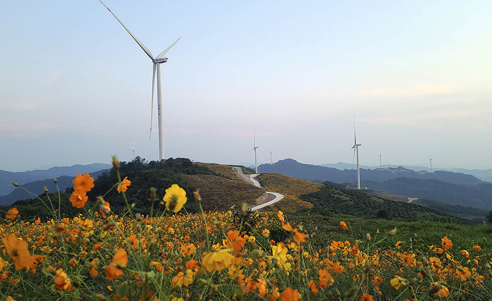 樂業(yè)縣邏沙鄉(xiāng)全達(dá)村建設(shè)風(fēng)車花海