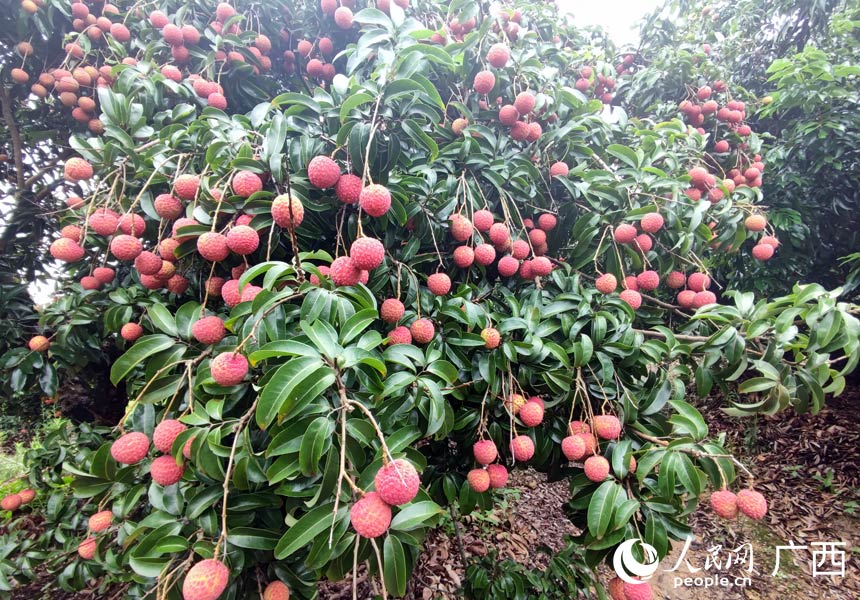 荔枝掛滿枝頭。人民網(wǎng)記者 王勇攝