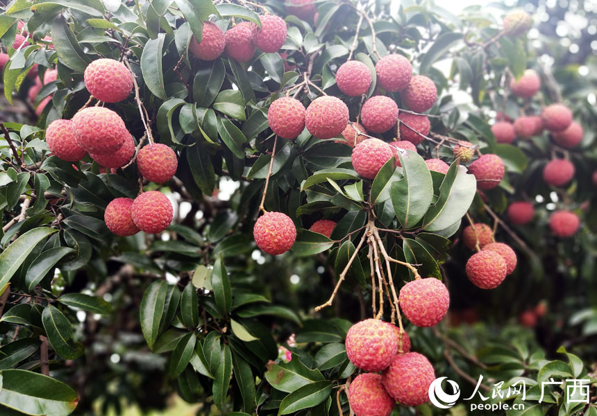 荔枝紅了。人民網(wǎng)記者 王勇攝