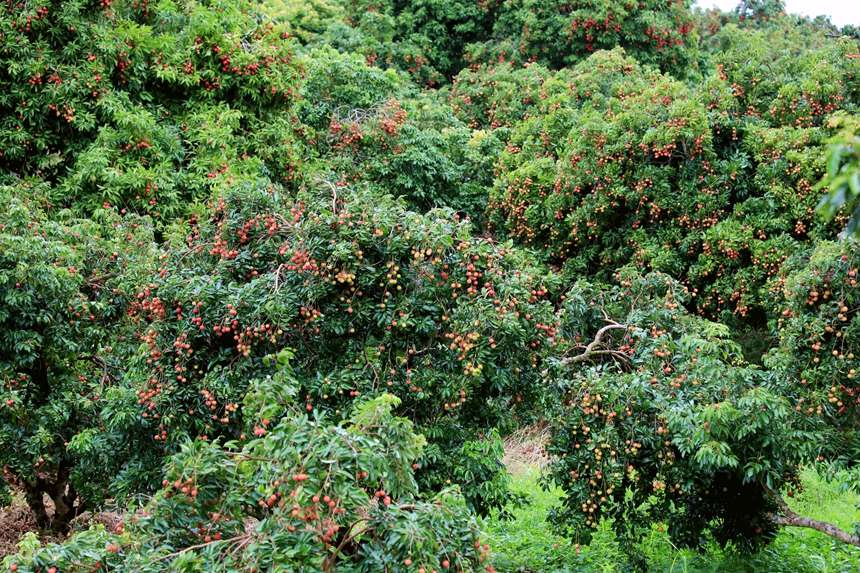 荔枝喜獲豐收。熊耀章攝