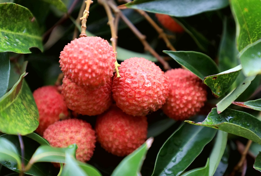 荔枝紅了。熊耀章攝