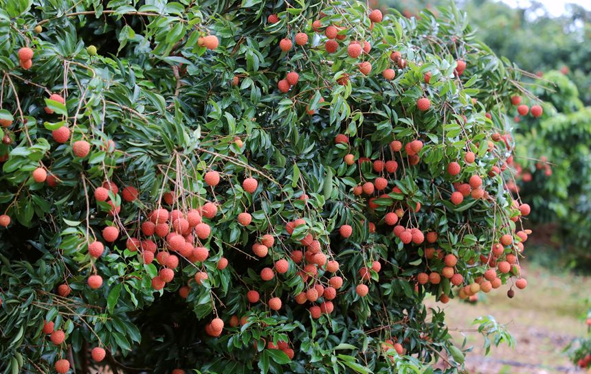 荔枝掛滿枝頭。熊耀章攝