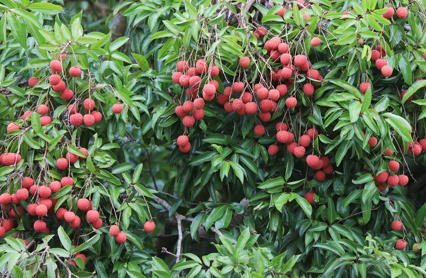 荔枝掛滿枝頭。熊耀章攝