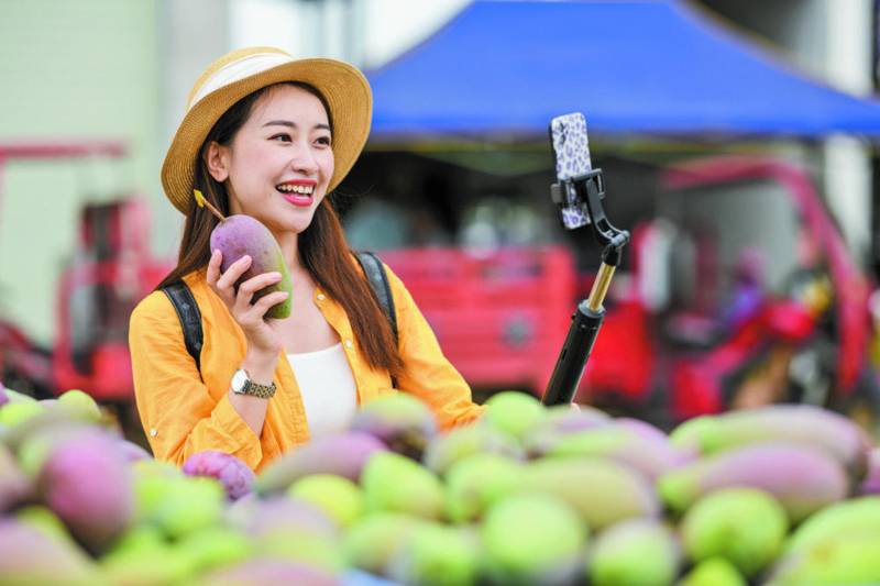 圖為一名主播正在芒果交易市場進(jìn)行直播帶貨。周金鵬攝