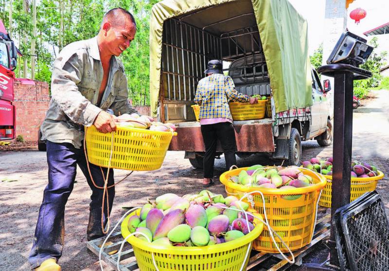 圖為百色市田陽區(qū)那坡鎮(zhèn)那坡街社區(qū)芒果臨時(shí)收購點(diǎn)，果農(nóng)搬果過秤。陸軍安攝