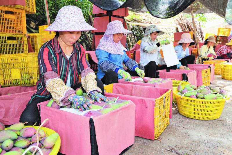 百色市田陽區(qū)那坡鎮(zhèn)那坡街社區(qū)芒果臨時(shí)收購點(diǎn)，果農(nóng)將芒果裝箱外運(yùn)。陸軍安攝