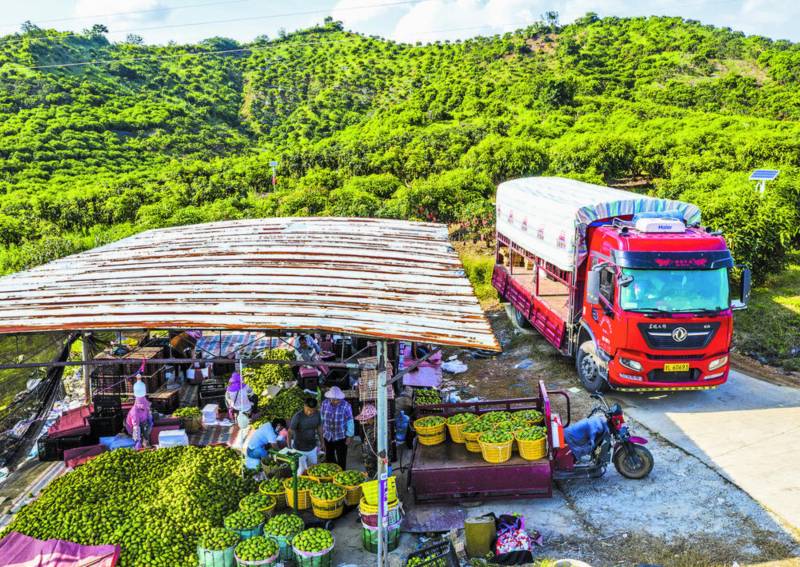 百色市右江區(qū)永樂鎮(zhèn)南樂村晚舊屯的果農(nóng)把采摘的芒果運(yùn)送到集中收購點(diǎn)，直接裝箱運(yùn)往全國各地。梁紅衛(wèi)攝