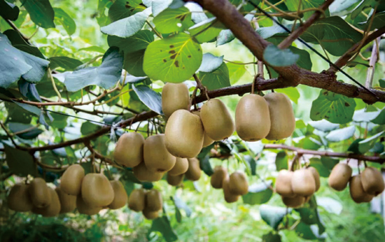 大莊田村村民家庭農(nóng)場里種植的彌核桃