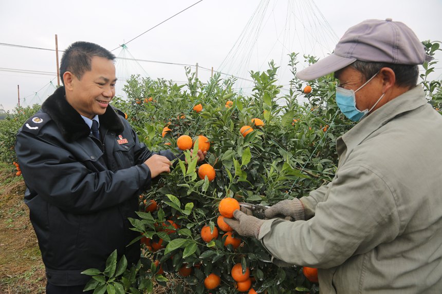 圖為南寧市武鳴區(qū)稅務(wù)局服務(wù)團(tuán)隊參觀農(nóng)企果園。