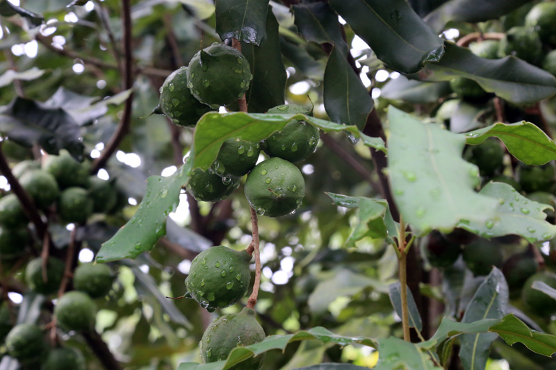澳洲堅果桂熱6號。寧蕾攝