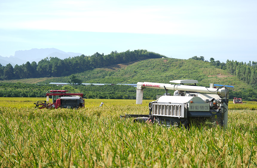 收割機在收割“巨型稻”。