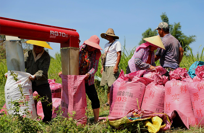 村民正在打包稻谷。