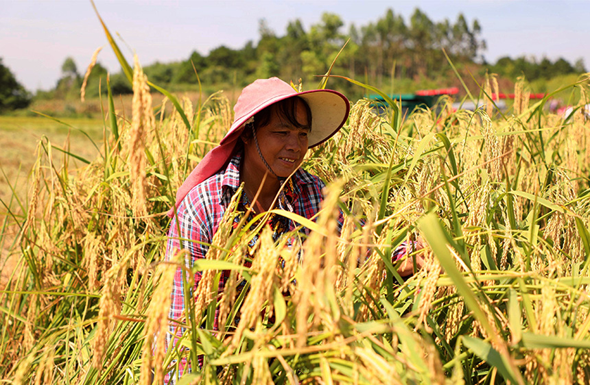 村民看著豐收的“巨型稻”，滿臉歡喜。