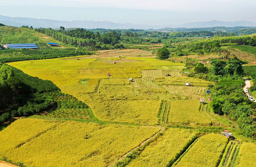 “巨型稻”田里一片金黃。