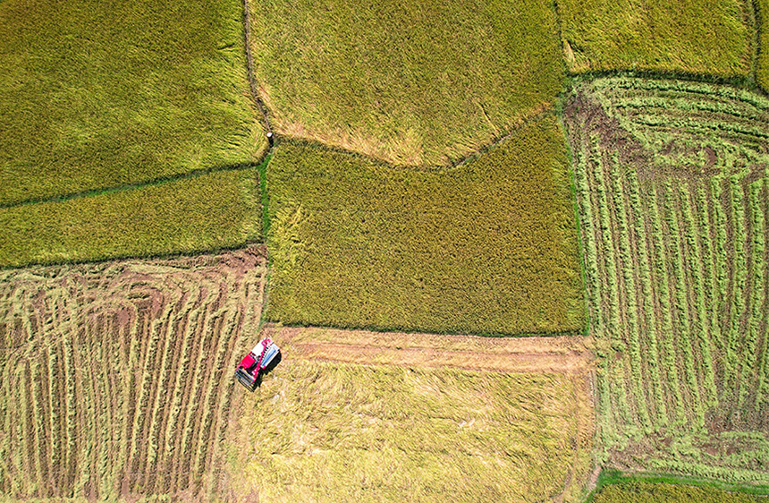 村民使用收割機收割“巨型稻”。