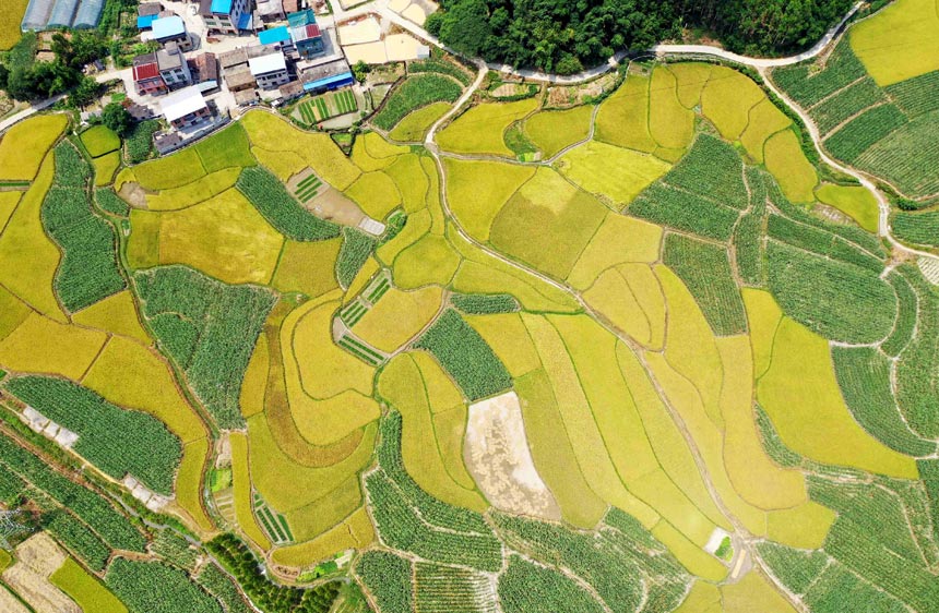 豐收田園美如畫。