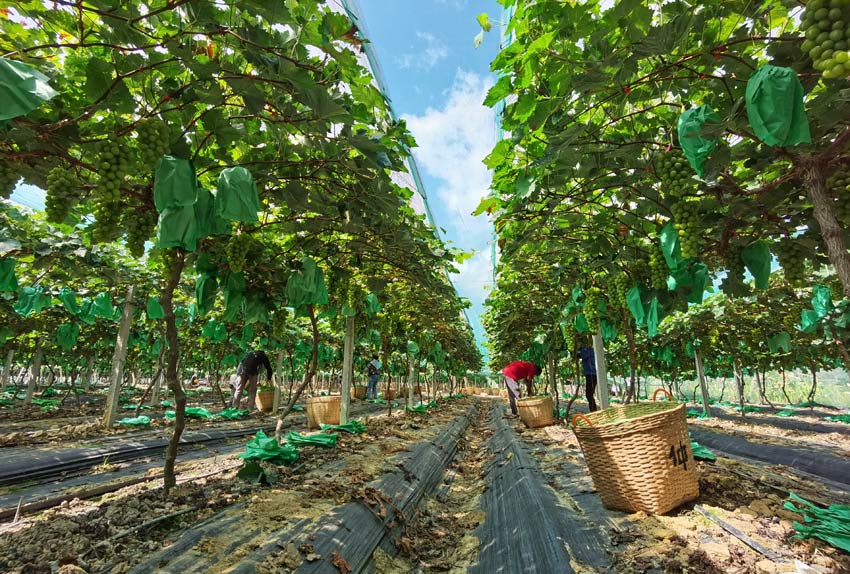村民在采摘葡萄。覃秋梅攝