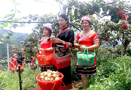 花山瑤族鄉(xiāng)林坪村獼猴桃變身“網(wǎng)紅果”。廖超文攝
