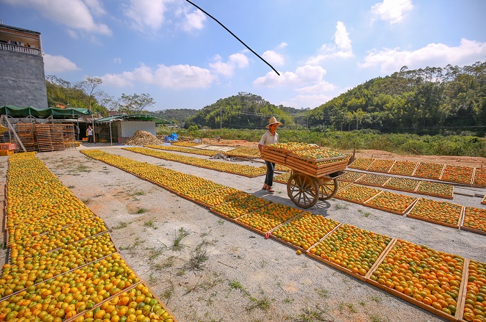 浦北縣農(nóng)戶正在晾曬陳皮。