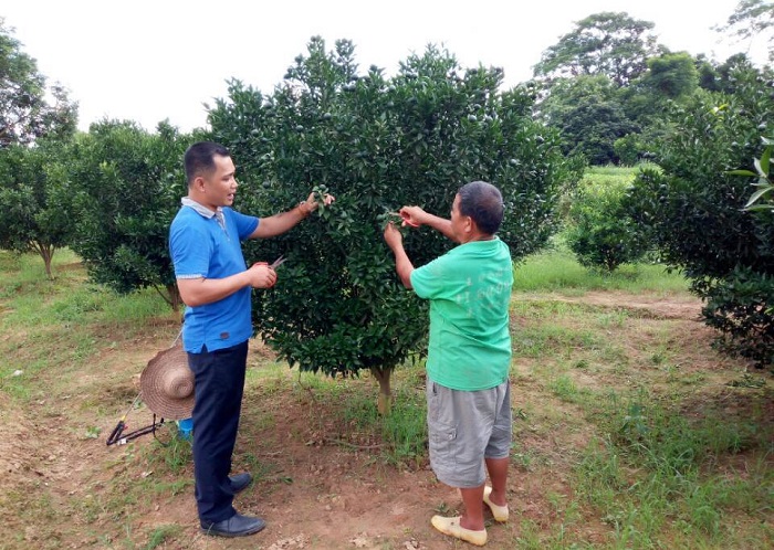 浦北縣平睦鎮(zhèn)大紅柑基地人員在對(duì)果樹進(jìn)行管護(hù)。