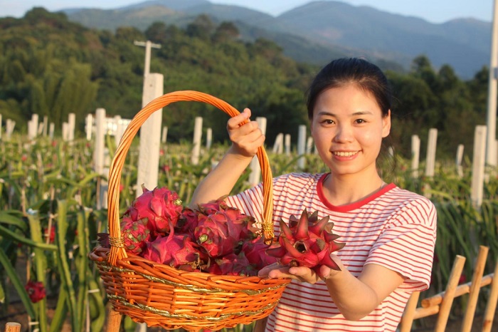 游客在“雙良芭樂(lè)園”火龍果基地體驗(yàn)采摘。浦北縣委宣傳部供圖