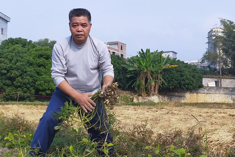 平南公路養(yǎng)護中心扶貧駐村工作隊員伍達賢到田間地頭幫助貧困戶搶收花生