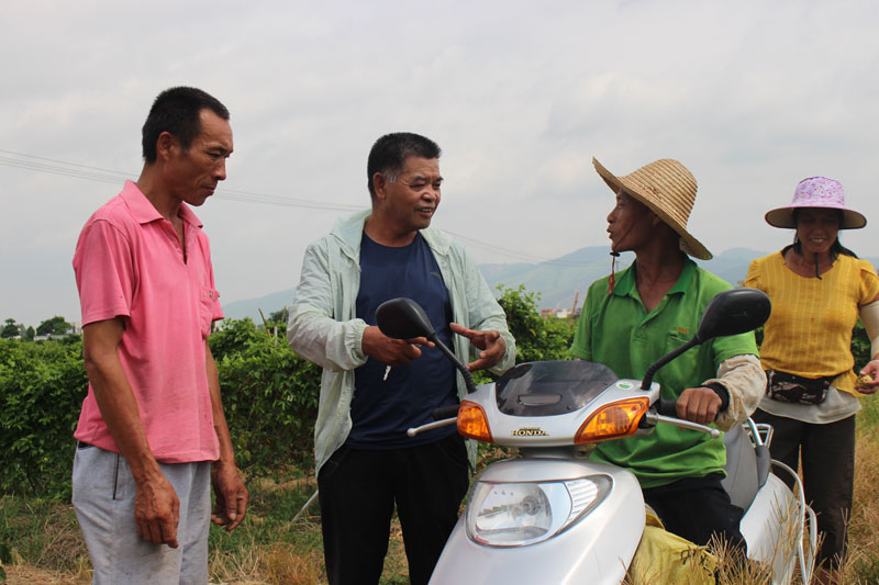 平南公路養(yǎng)護(hù)中心扶貧駐村工作隊員伍達(dá)賢（左二）到田間地頭了解貧困戶農(nóng)作物生長情況2。