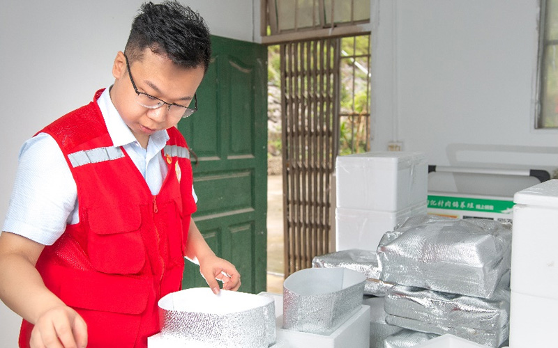 打包鴿子。廣西財政廳供圖