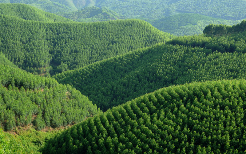 農(nóng)發(fā)行武鳴支行支持的高峰林場(chǎng)國(guó)儲(chǔ)林項(xiàng)目。