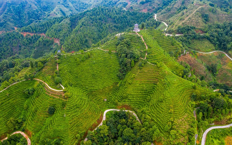 信貸支持百色民族地區(qū)特色茶產(chǎn)業(yè)發(fā)展。