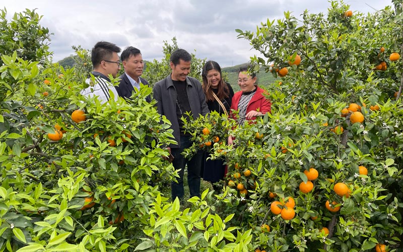 以”惠農(nóng)e貸“支持賀州富川瑤族自治縣居民種植柑橘。