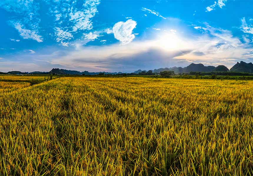 渠黎鎮(zhèn)的黃金稻田。韋任鋒攝
