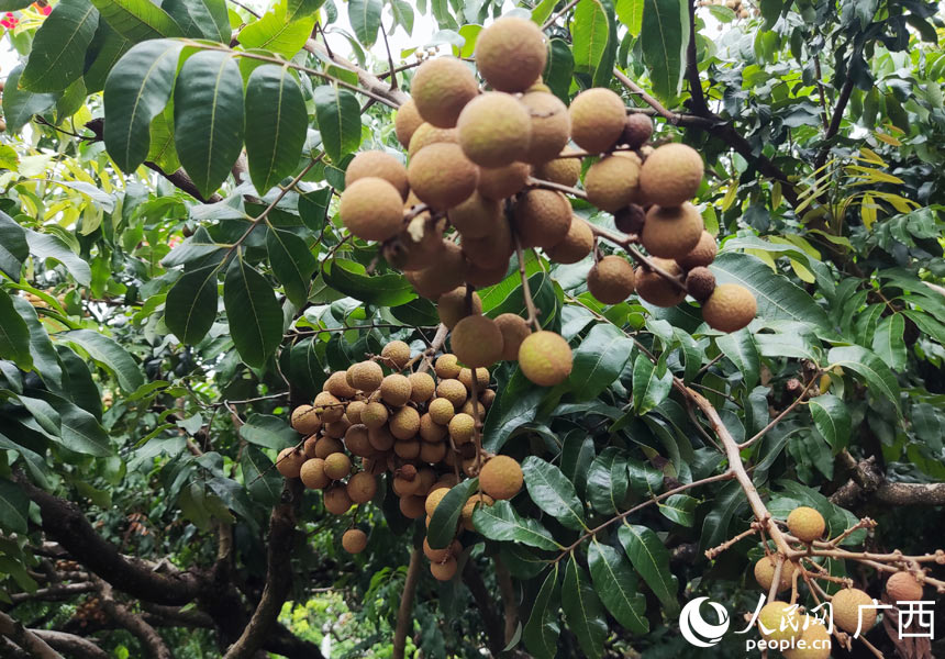 龍眼掛滿枝頭。人民網(wǎng)記者 王勇攝