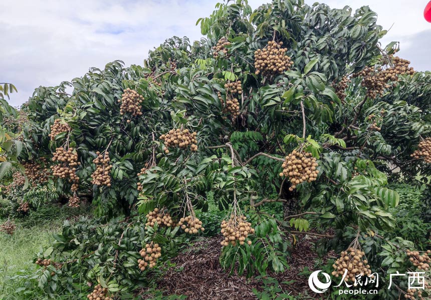 龍眼掛滿枝頭。人民網(wǎng)記者 王勇攝