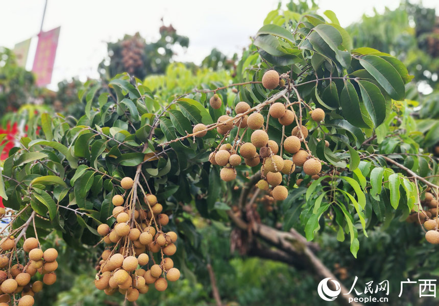 龍眼掛滿枝頭。人民網(wǎng)記者 王勇攝
