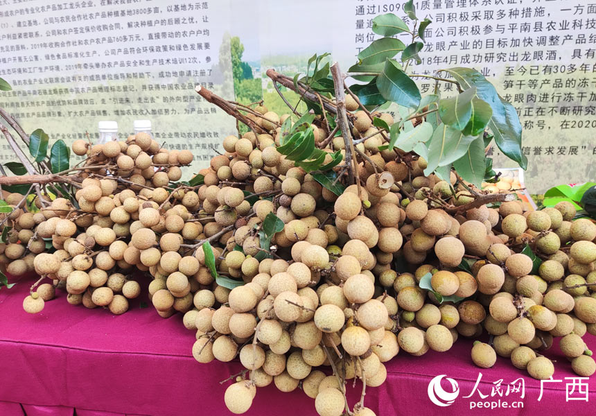 新鮮采摘的龍眼。人民網(wǎng)記者 王勇攝