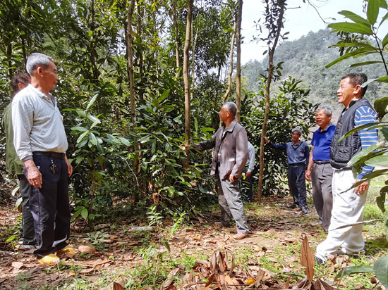 平南縣六陳鎮(zhèn)開設(shè)“英才講堂”，具有40多年種植經(jīng)驗(yàn)的老黨員李森達(dá)傳授玉桂施肥管護(hù)、選苗移栽等技術(shù)要領(lǐng)。