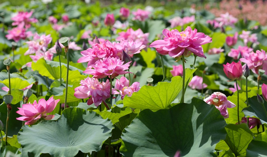 荷花盛開。
