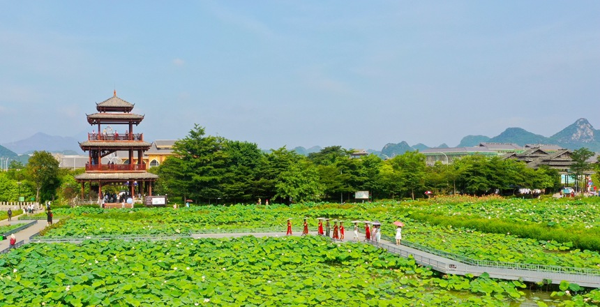 景區(qū)荷花盛開(kāi)，吸引游客駐足。